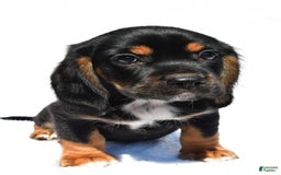 Beaglier dogs for sale: Chase - Image 1