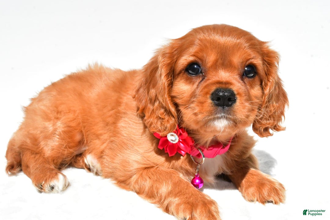 Cavalier King Charles Spaniel dogs for sale: Patty - Image 3