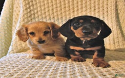Miniature Dachshund dogs for sale: Honey - Image 3
