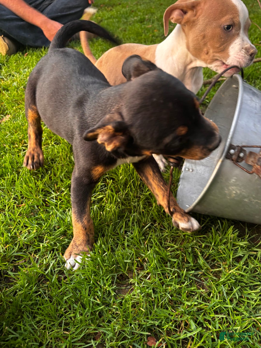 American Pit Bull Terrier dogs for sale: Arnold - Image 2