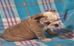 Olde English Bulldogge dogs for sale: BRIAR - Image 6