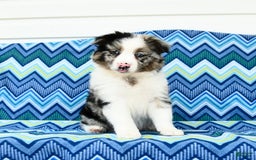 Miniature Australian Shepherd dogs for sale: Blue Boy - Image 3