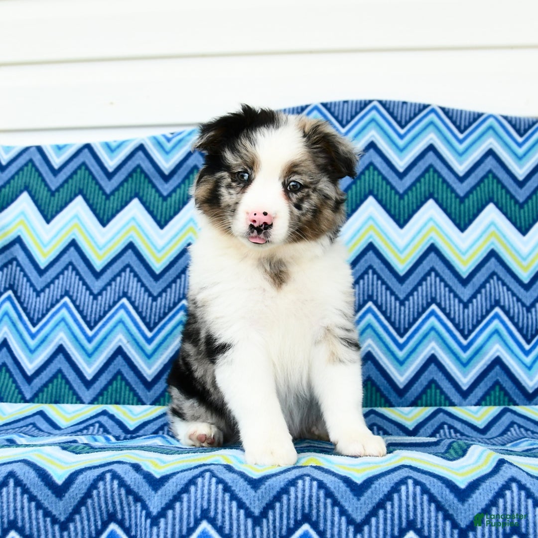 Miniature Australian Shepherd dogs for sale: Blue Boy - Image 3