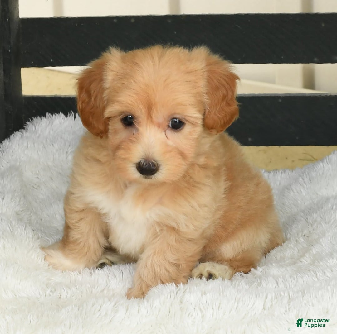 Havapoo dogs for sale: Ariel - Image 8