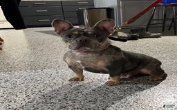 French Bulldog dogs for sale: Arlo - Image 13