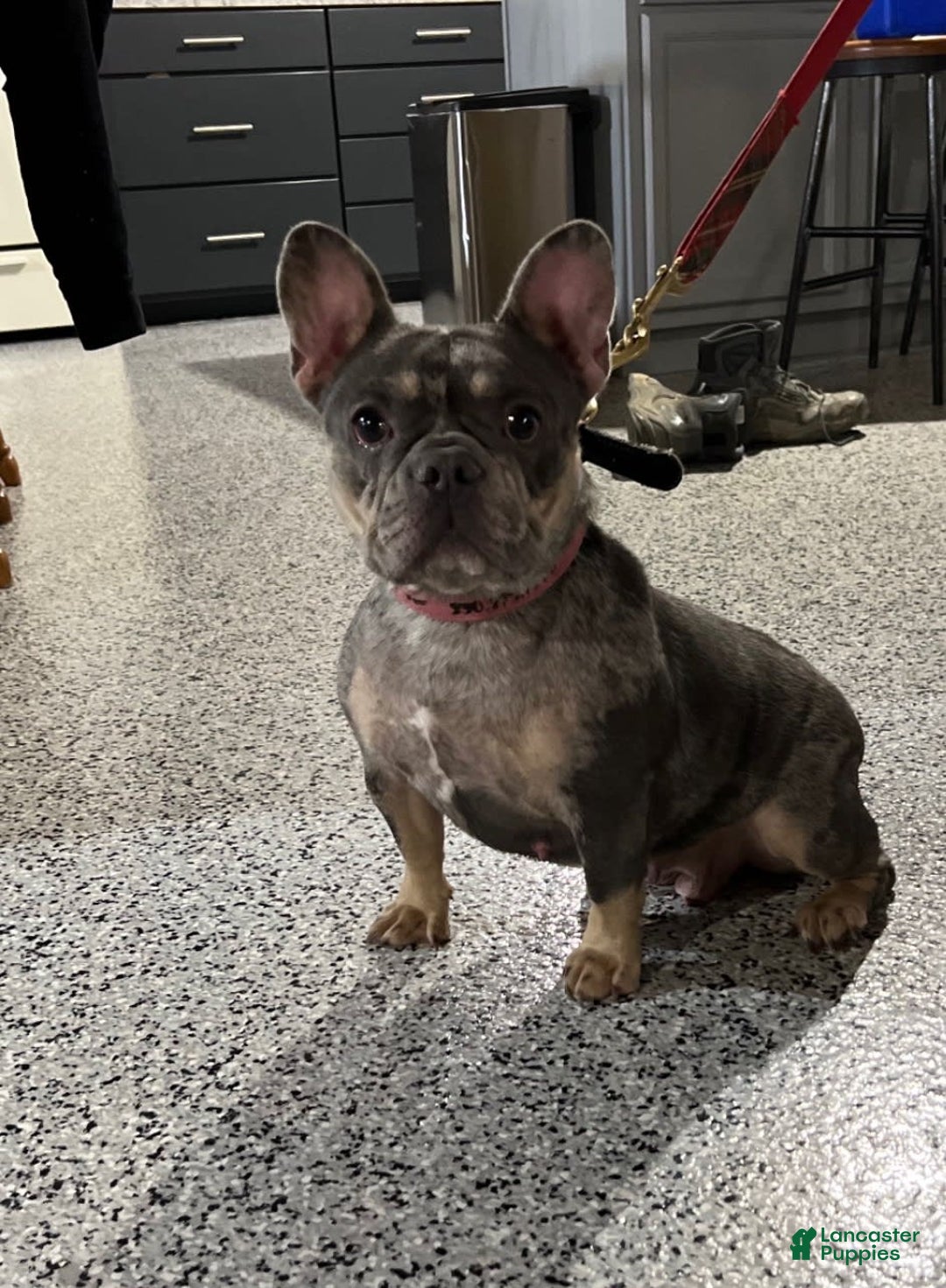 French Bulldog dogs for sale: Arlo - Image 13
