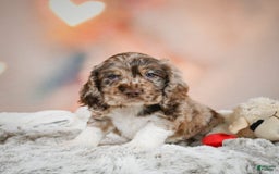 Cocker Spaniel dogs for sale: CoCo - Image 3