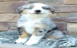 Miniature Australian Shepherd dogs for sale: Hendrik - Image 2