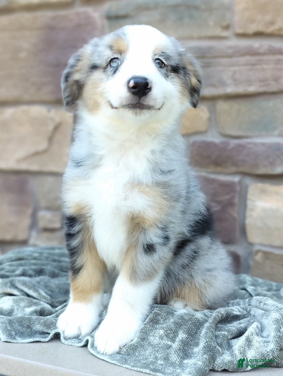 Miniature Australian Shepherd dogs for sale: Hendrik - Image 2