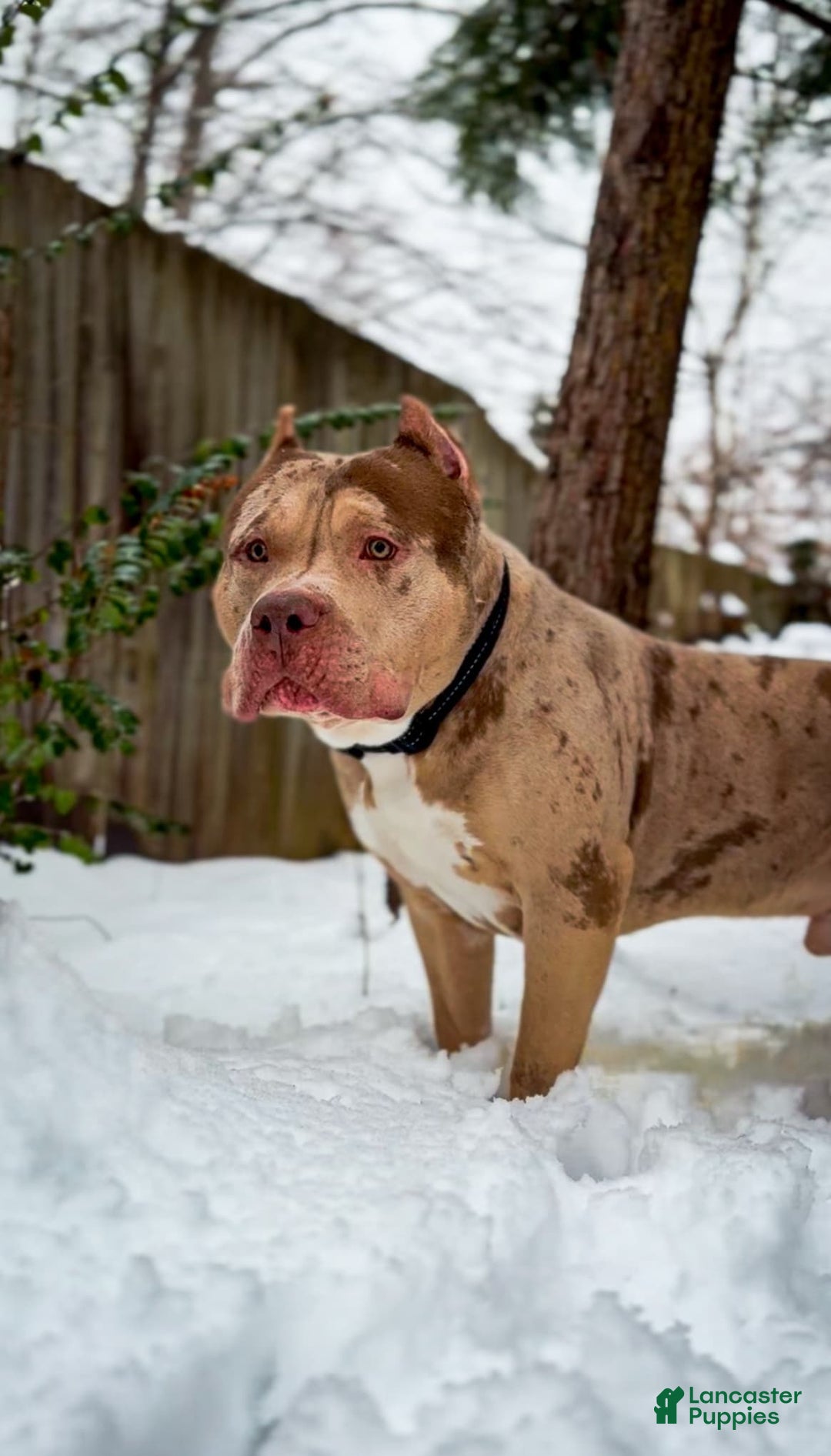 American Bully dogs for sale: Xl bully male - Image 3