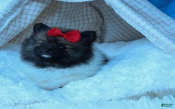 Pomeranian dogs for sale: Betzy - Image 18