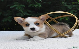 Welsh Corgi Pembroke dogs for sale: Rose - Image 20