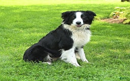 Australian Shepherd dogs for sale: Bella - Image 18