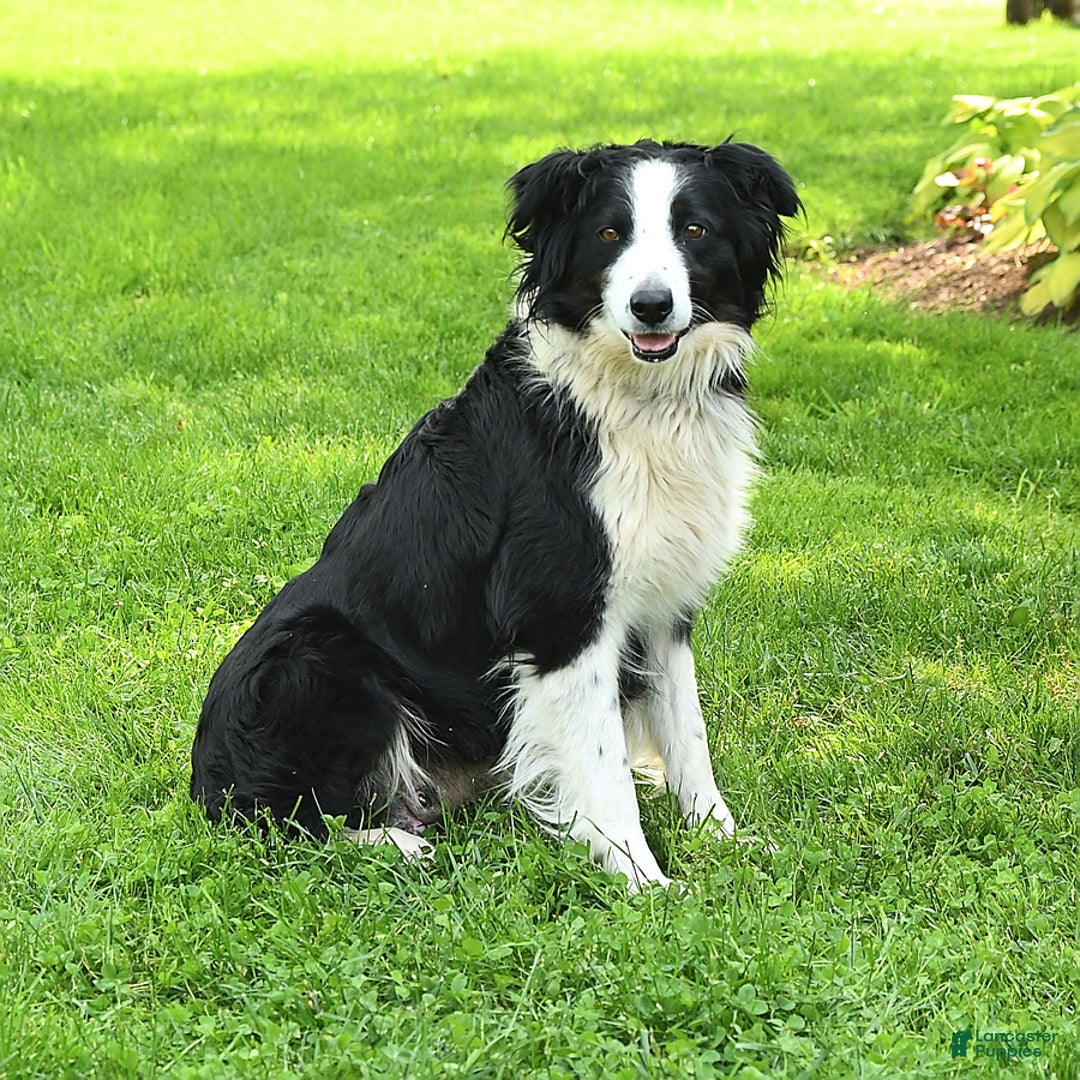 Australian Shepherd dogs for sale: Bella - Image 18