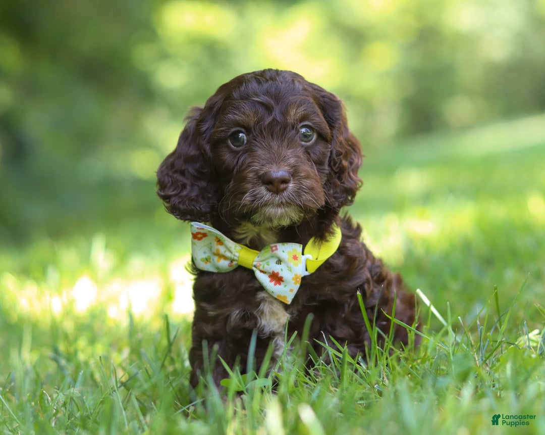 Cockapoo dogs for sale: Kane - Image 1