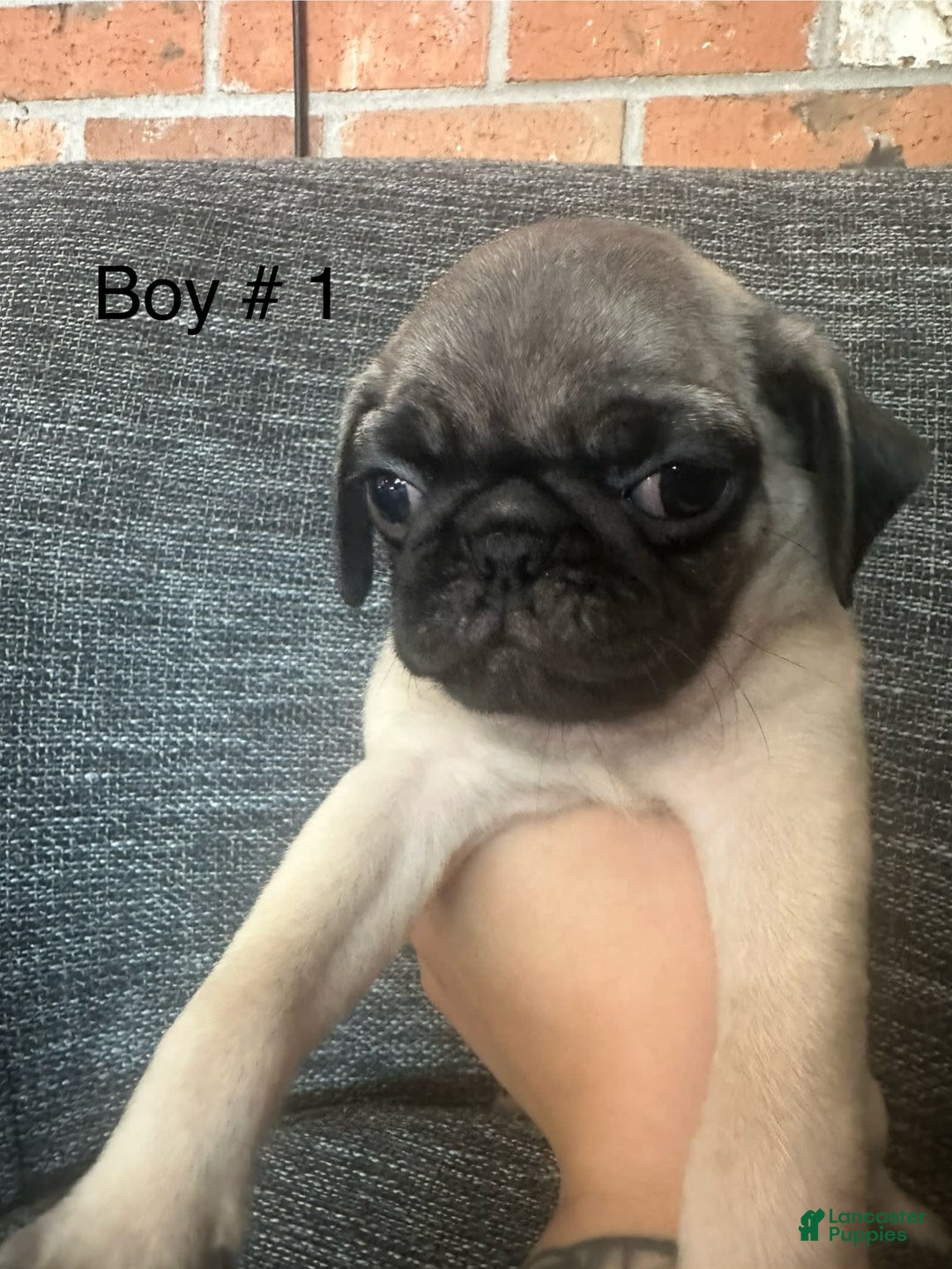 Pug dogs for sale: Potato - Image 6