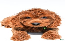 Cockapoo dogs for sale: Lucky - Image 2