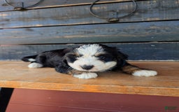 Mini Bernedoodle dogs for sale: Callie - Image 4