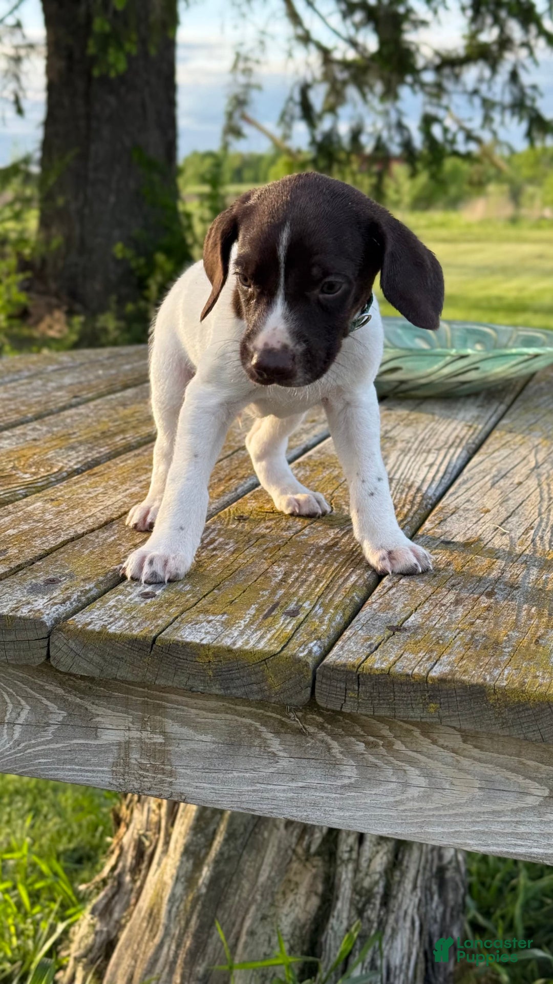 German Shorthaired Pointer dogs for sale: Green - Image 2