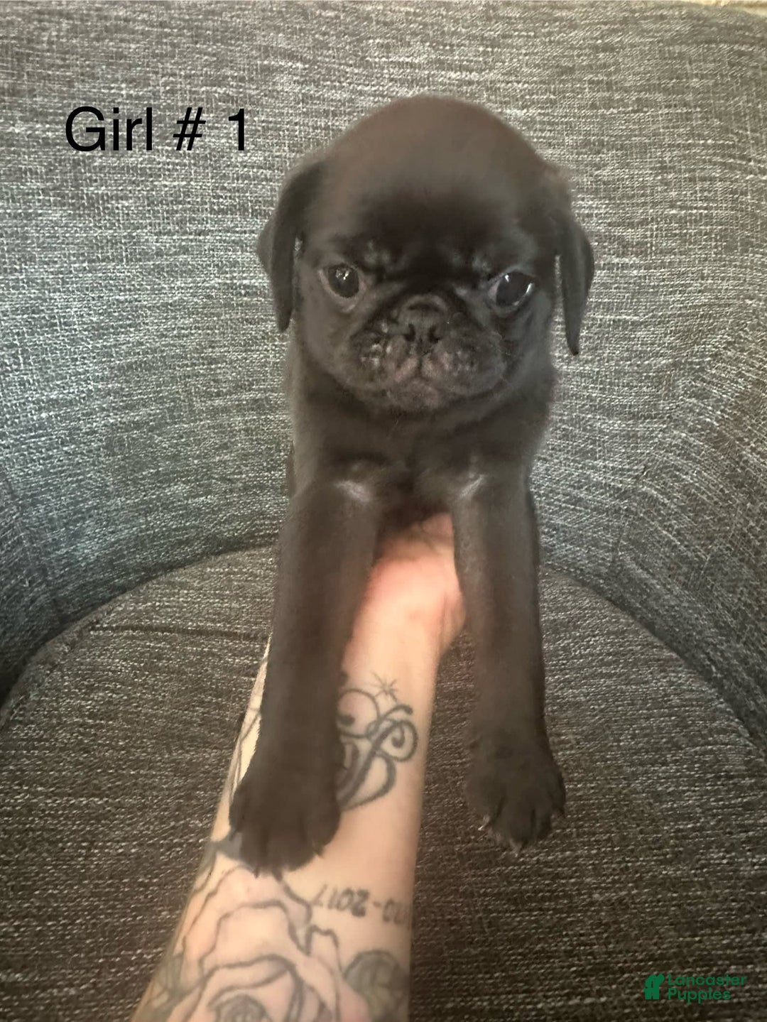 Pug dogs for sale: Salem - Image 2