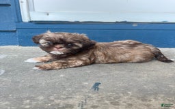 Shih Tzu dogs for sale: Beanie - Image 1