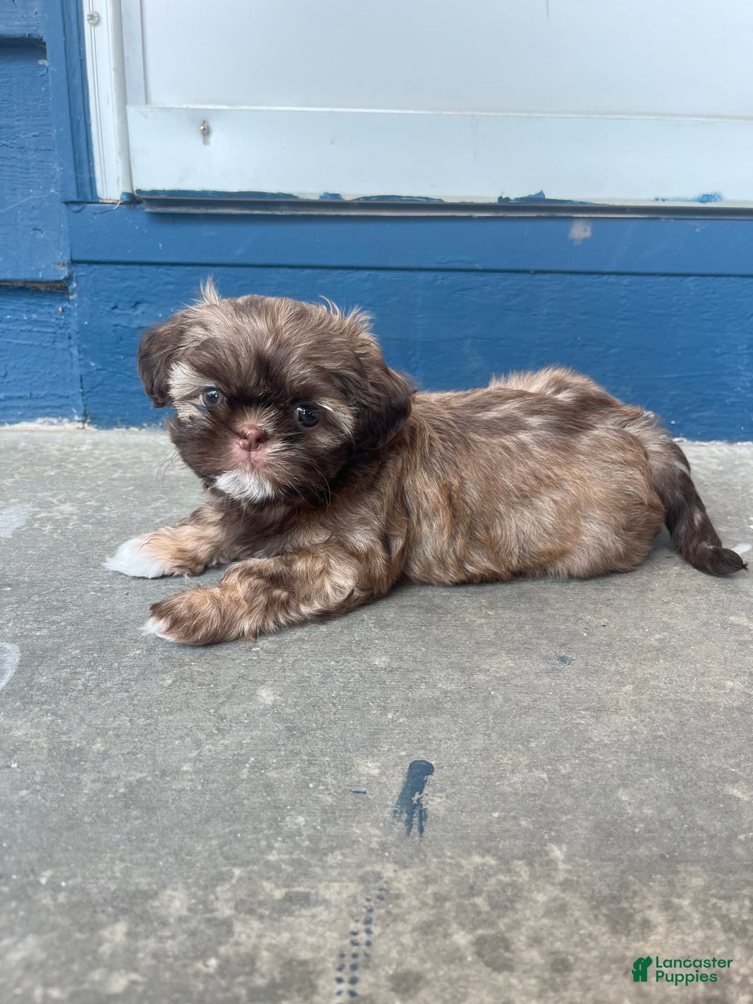 Shih Tzu dogs for sale: Beanie - Image 1