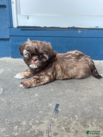 Shih Tzu dogs for sale - Ad 1