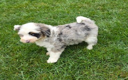 Mini Bernedoodle dogs for sale: Diamond - Blue Eyes - Image 2