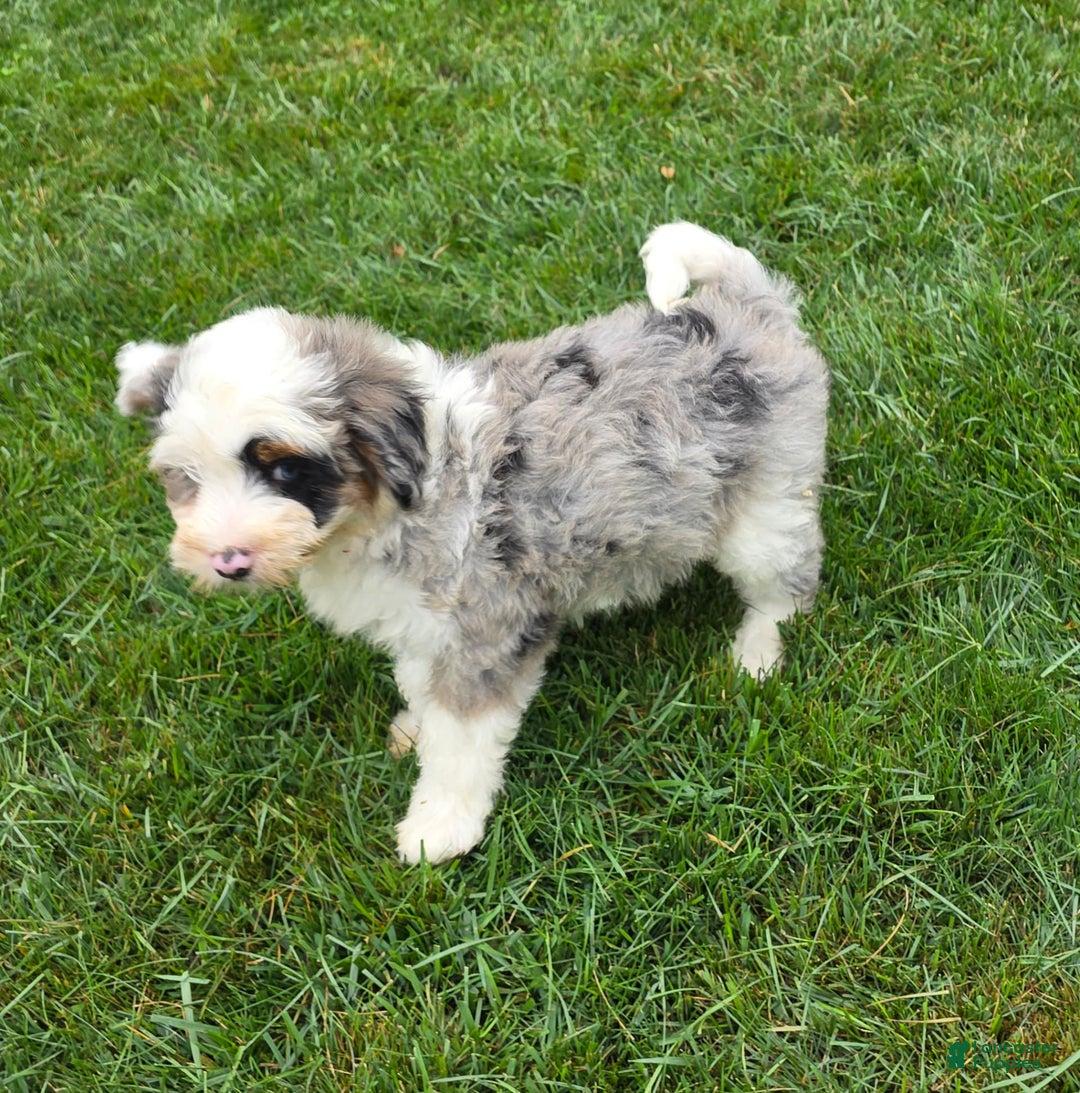 Mini Bernedoodle dogs for sale: Diamond - Blue Eyes - Image 2