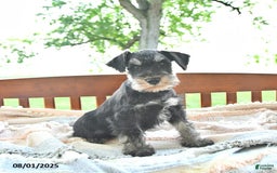 Miniature Schnauzer dogs for sale: Hector Champion Blood - Image 6