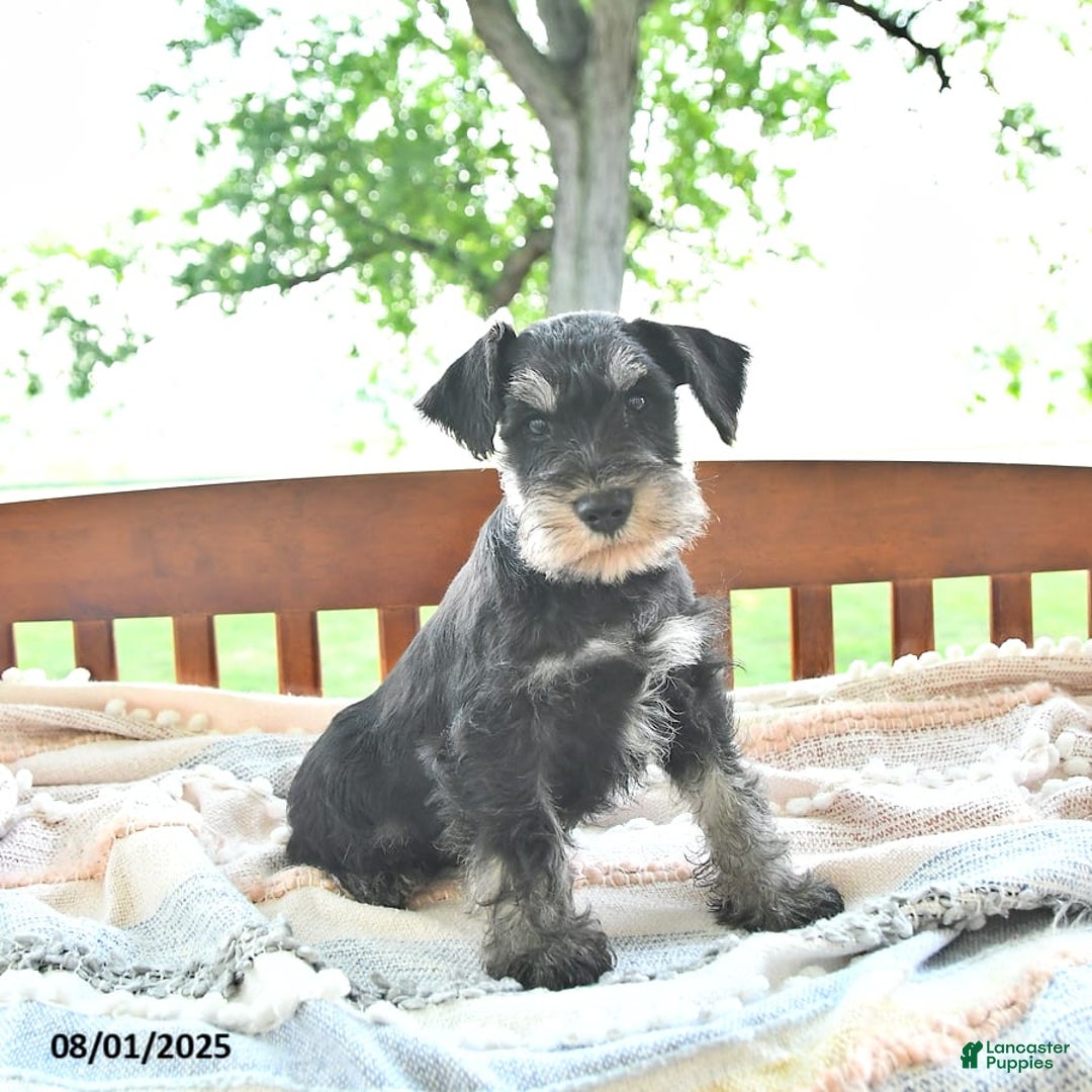 Miniature Schnauzer dogs for sale: Hector Champion Blood - Image 6