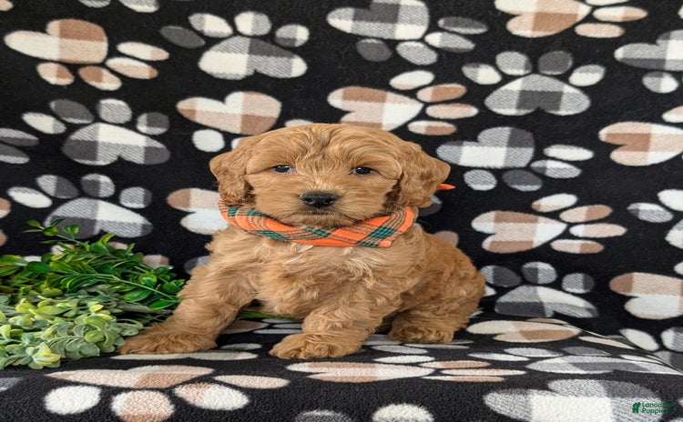 Cockapoo dogs for sale - Ad 1