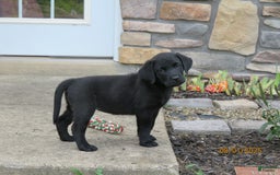 Labrador Retriever dogs for sale: Bella - Image 9