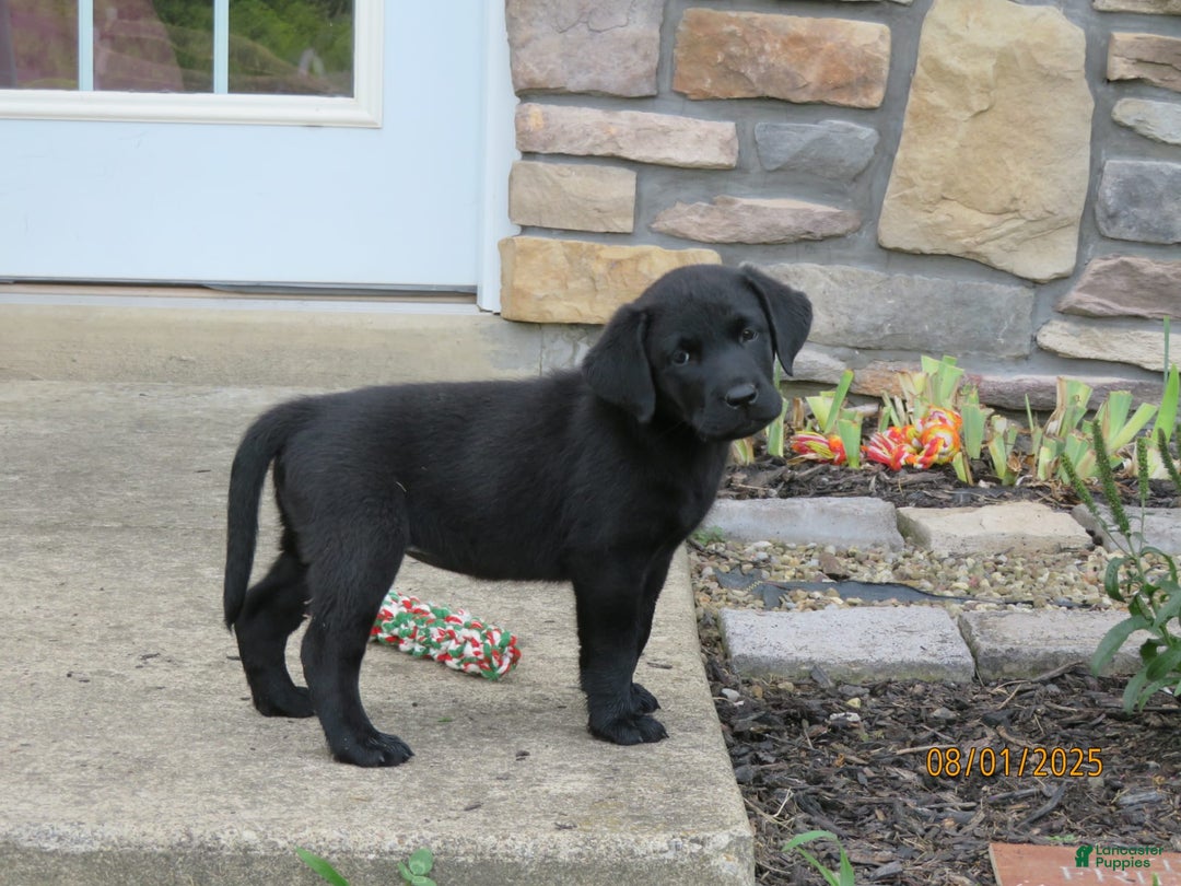 Labrador Retriever dogs for sale: Bella - Image 9