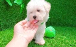 Maltipoo dogs for sale: Cookie - Image 12