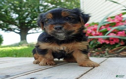 Yorkshire Terrier dogs for sale: Tucker - Image 5