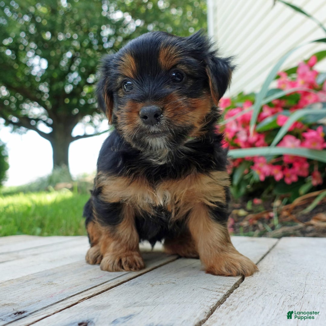 Yorkshire Terrier dogs for sale: Tucker - Image 5