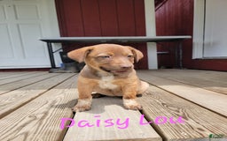 Australian Cattle Dog dogs for sale: Daisy Lou - Image 3