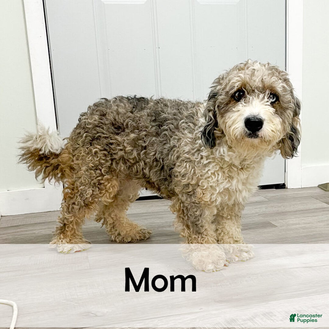 Mini Bernedoodle dogs for sale: Amelia - Image 12