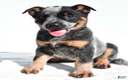 Australian Cattle Dog dogs for sale: Addie - Image 2