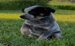 Australian Cattle Dog dogs for sale: Birdie - Image 3