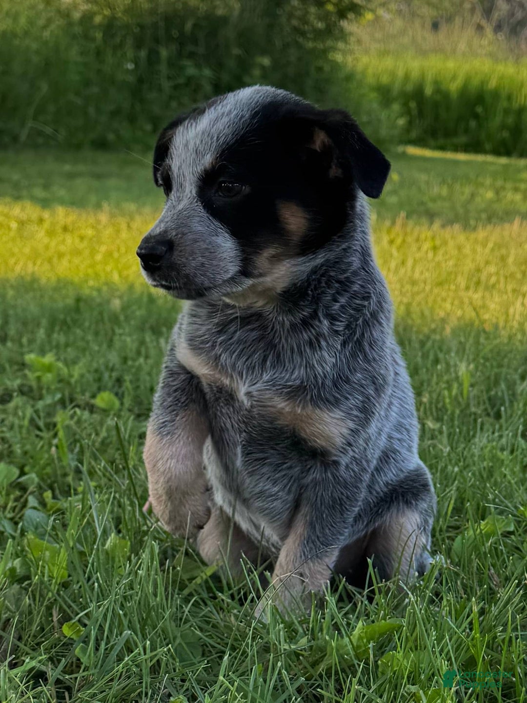 Australian Cattle Dog dogs for sale: Birdie - Image 3