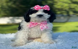 Goldendoodle dogs for sale: Molly - Image 4