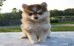Pomsky dogs for sale: Myla - Image 6