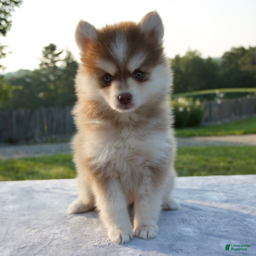 Pomsky dogs for sale: Myla - Image 6
