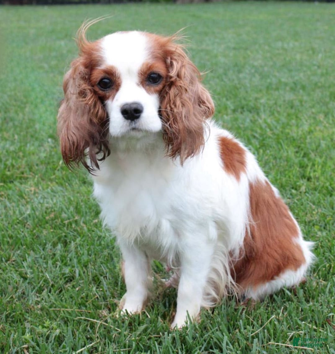 Cavapoo dogs for sale: Yolo - Image 8