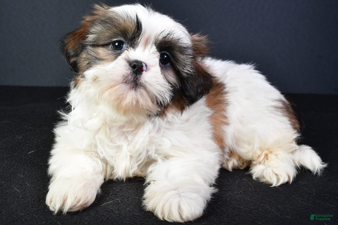 Shih Tzu dogs for sale: Jane - Image 2