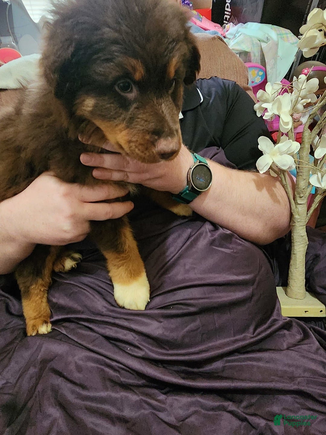 Australian Shepherd dogs for sale: Laura - Image 16