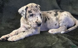 Great Dane dogs for sale: Merle - Image 1