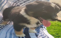 Australian Shepherd dogs for sale: Sophie - Image 7